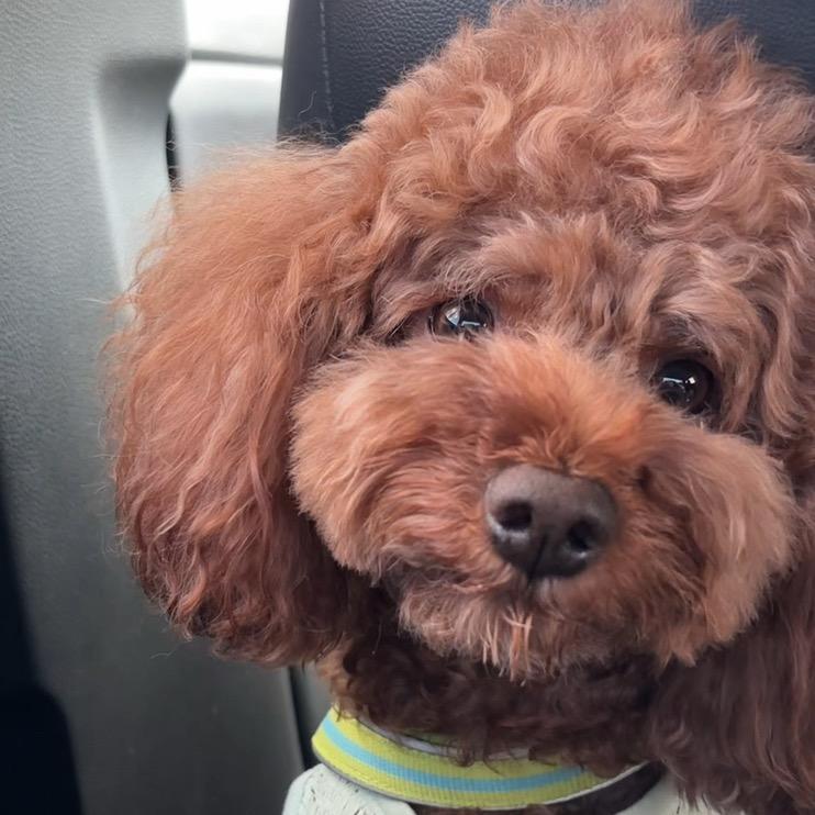 拿铁不是咖啡狗