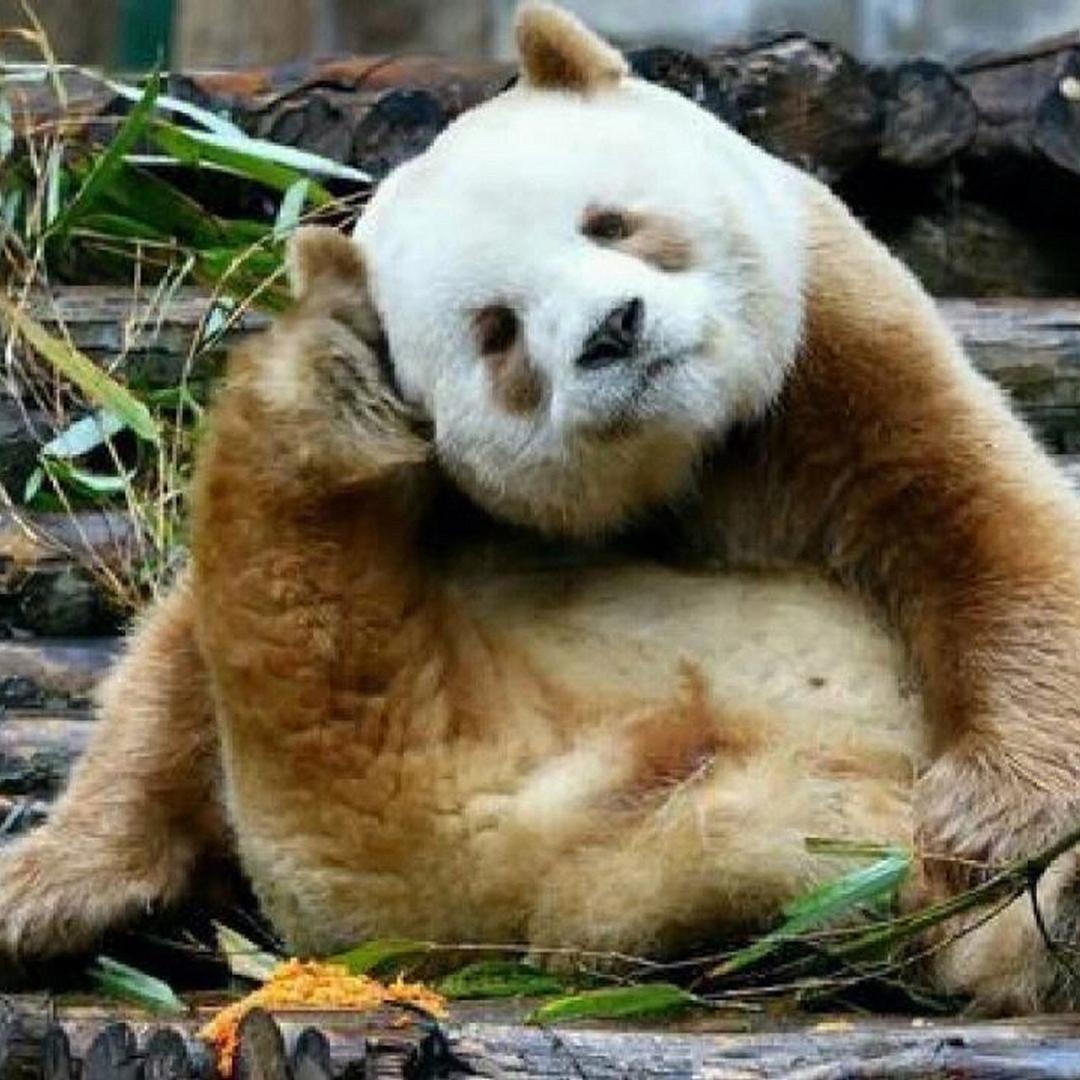 杨东说成都