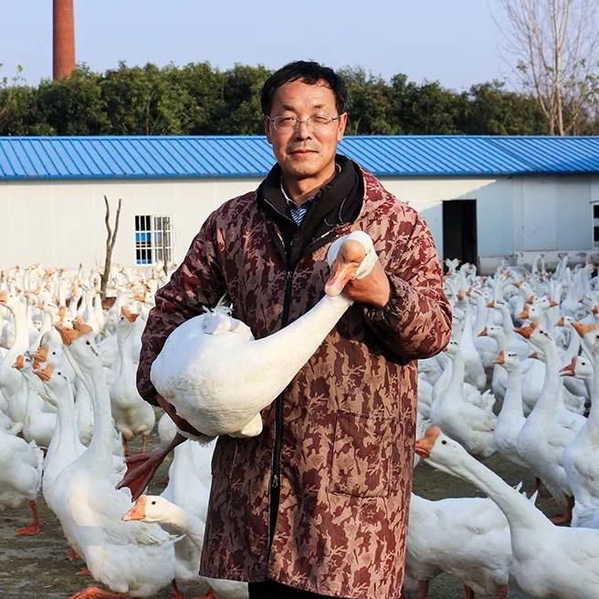 牧鹅人