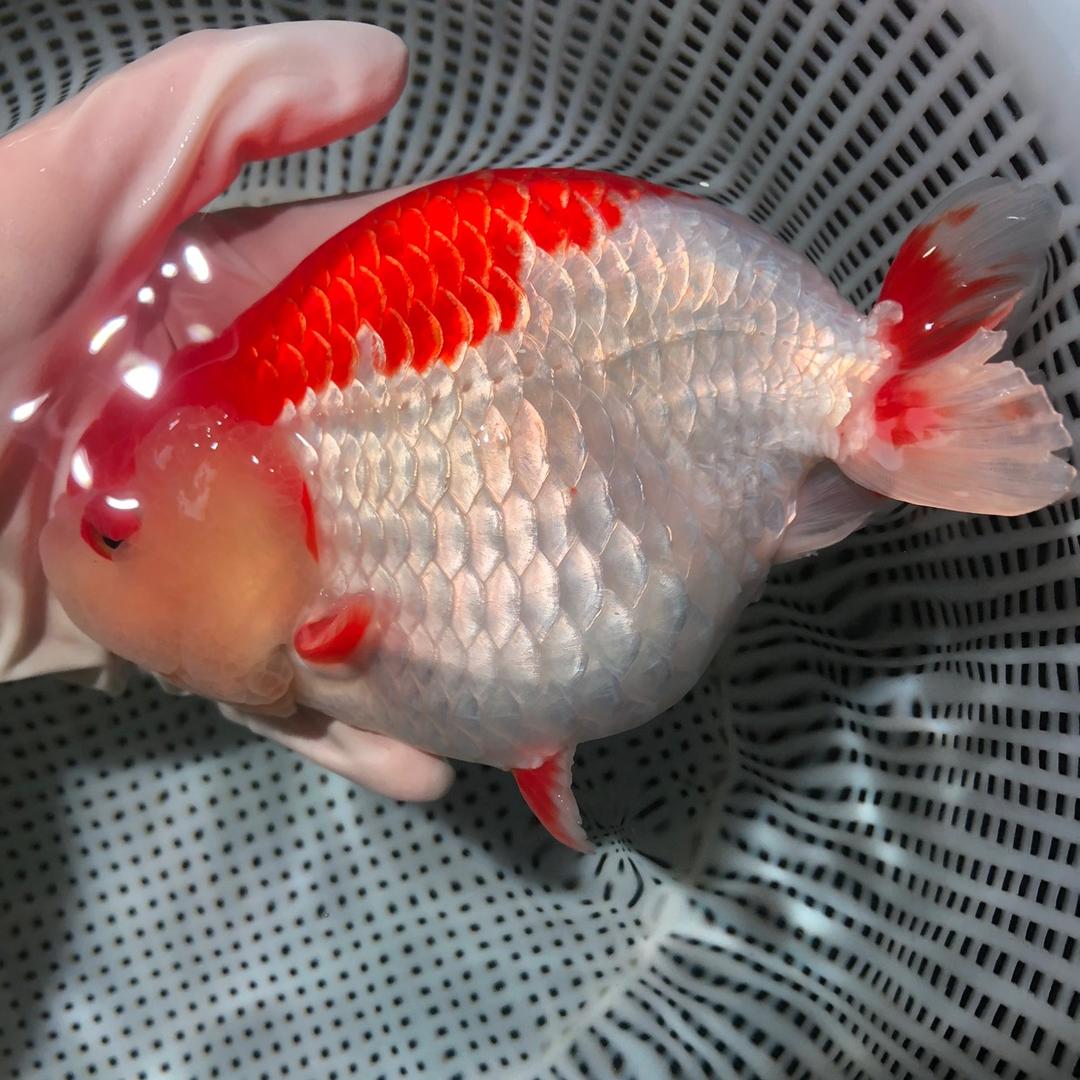 张氏金鱼（懒顾轩兰寿泰狮）