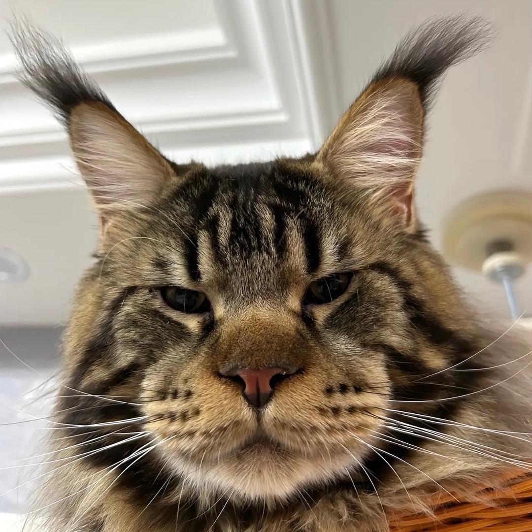 狗的猫腻