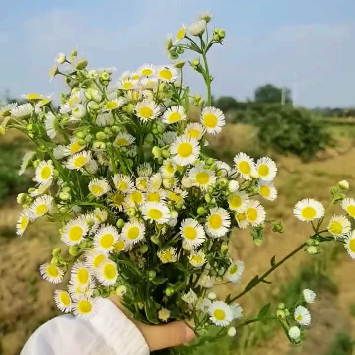 白榆