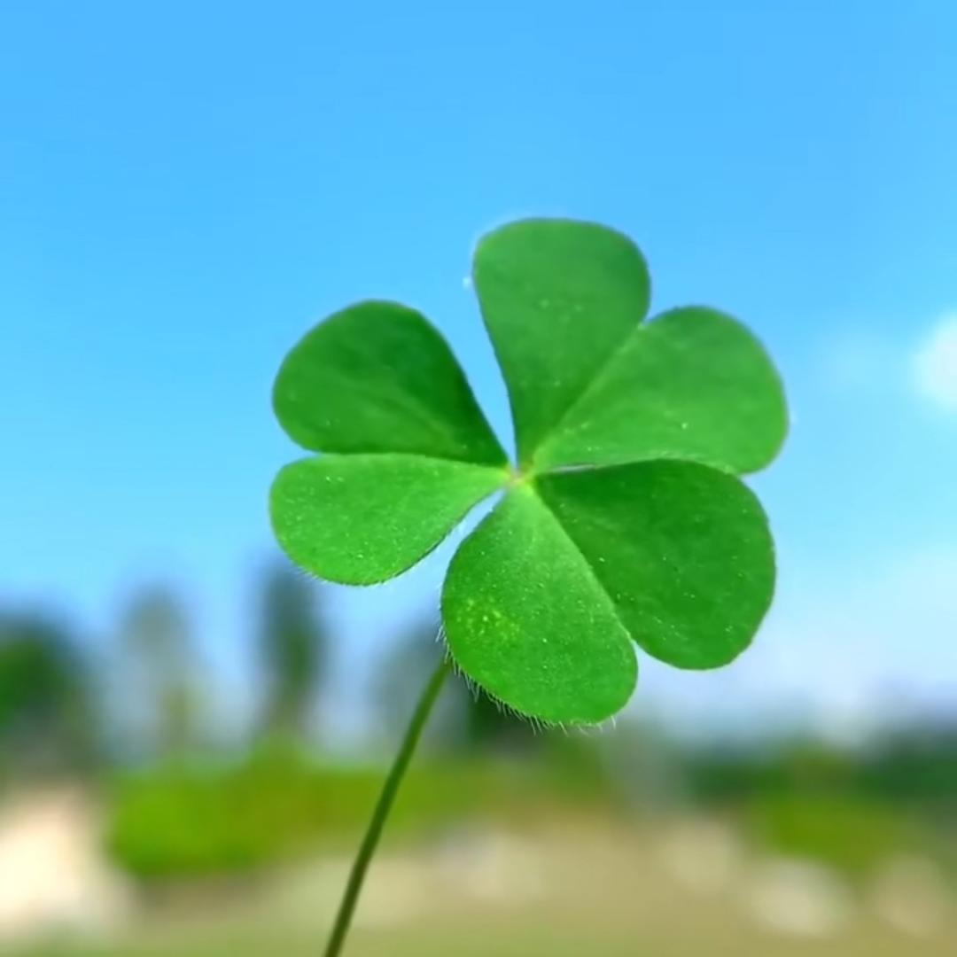 🍀🍀……