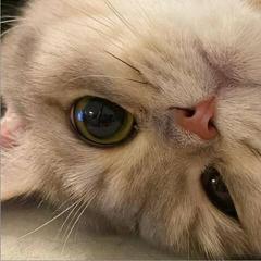 苦瓜煎蛋