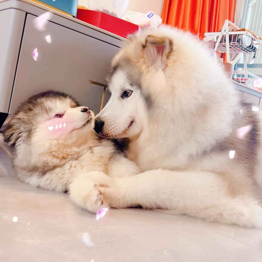 L家的汪