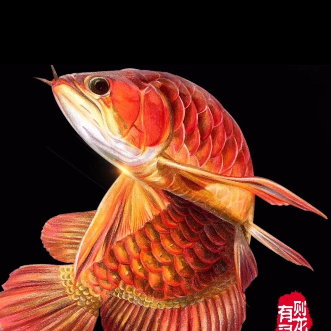 开心鱼