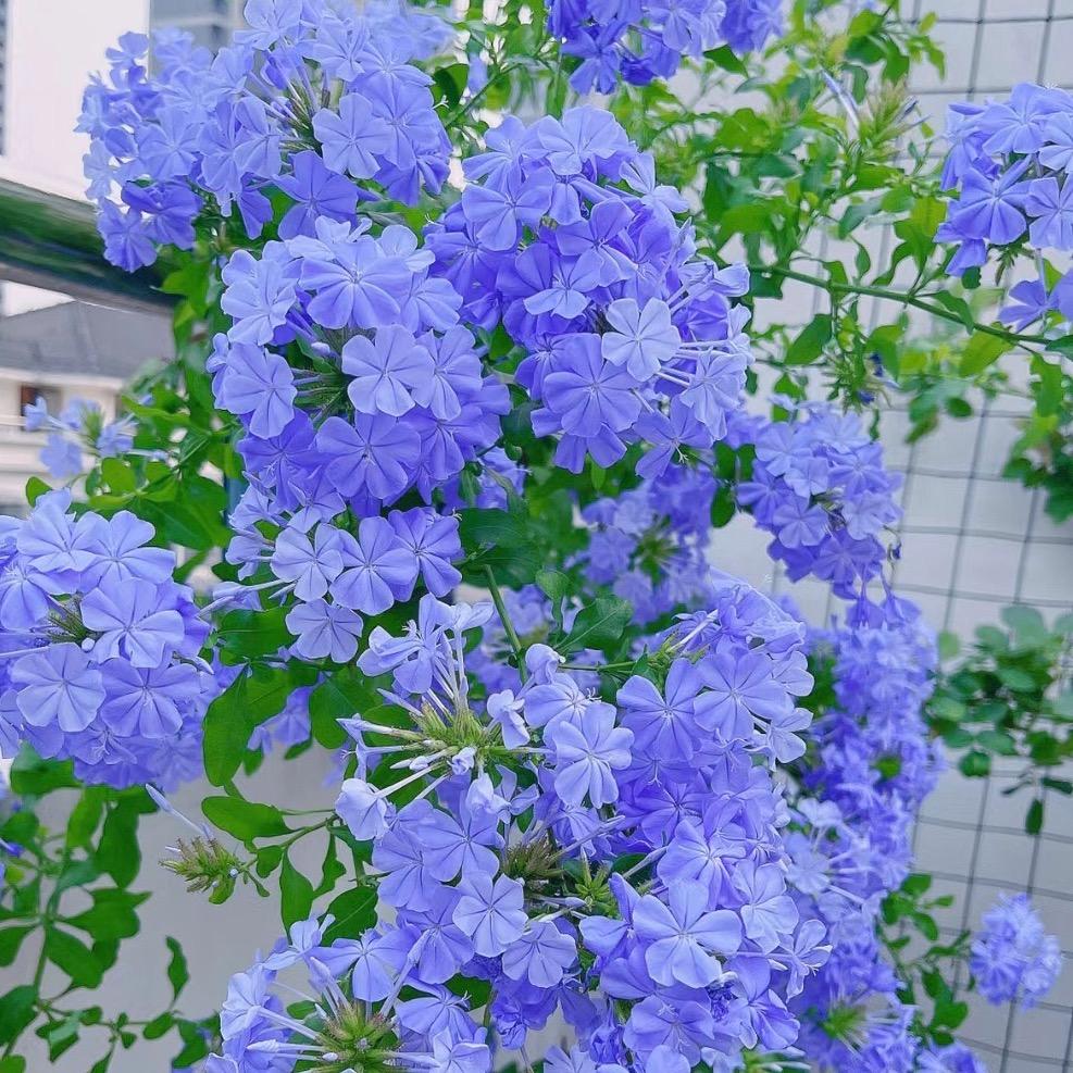 小二花坊