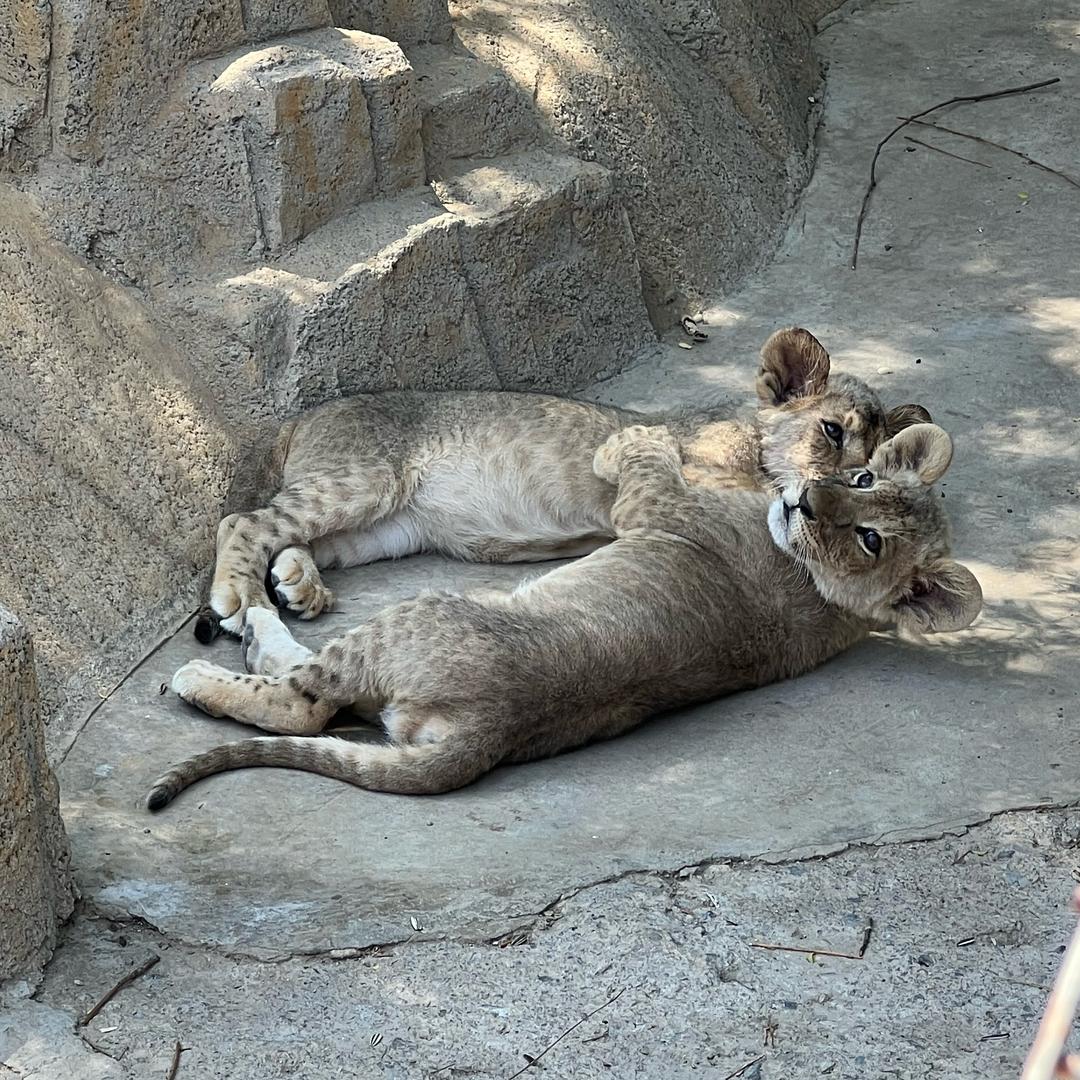 亦角•合法标本