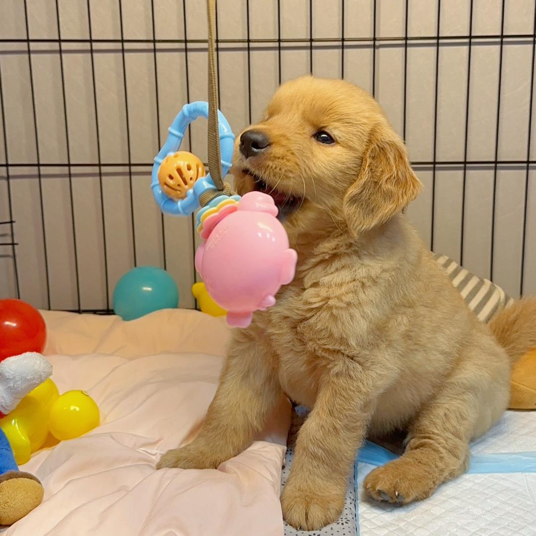 小可乐的成长记录