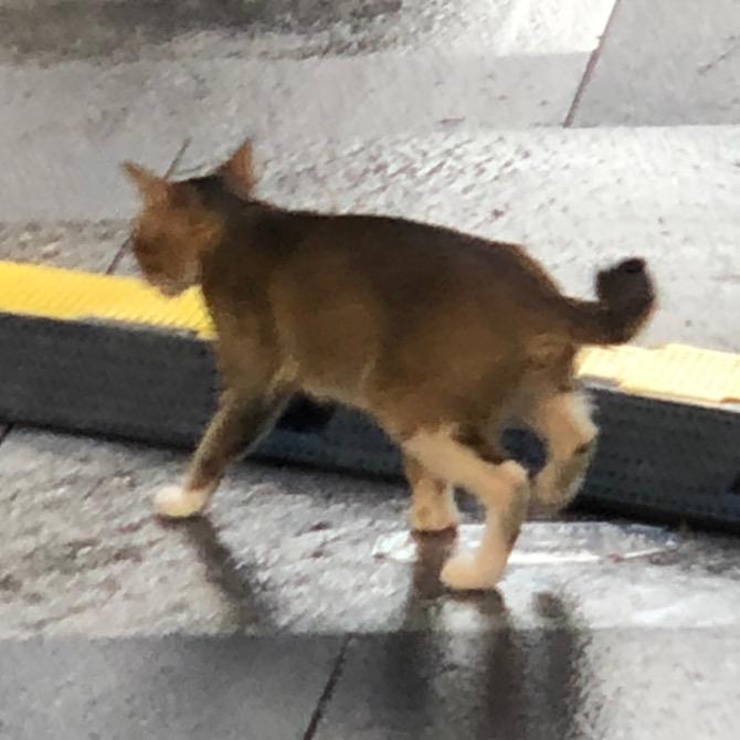 猫猫省钱日记