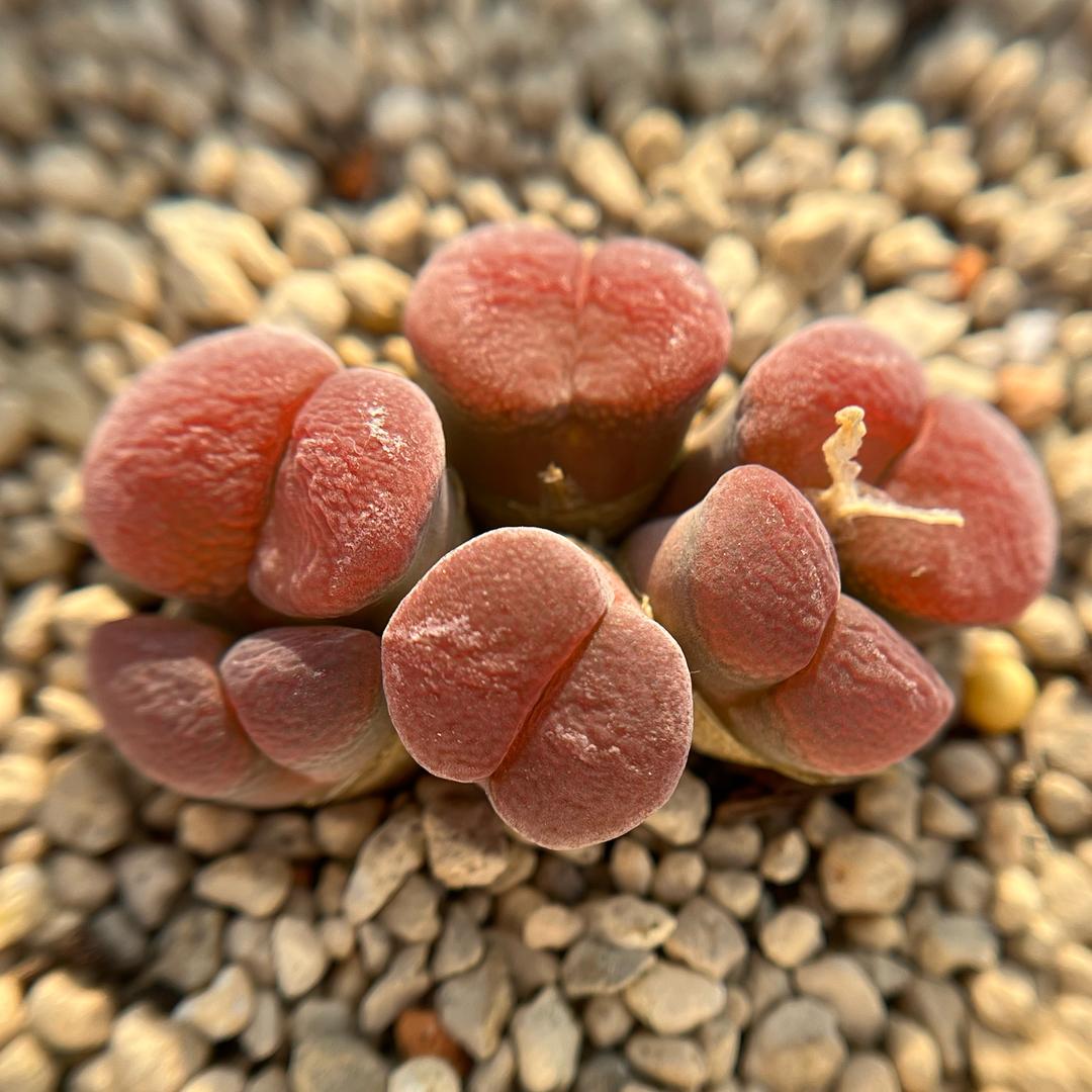 沐沐多肉植物馆