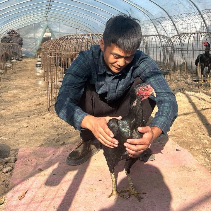 小波斗鸡养殖基地