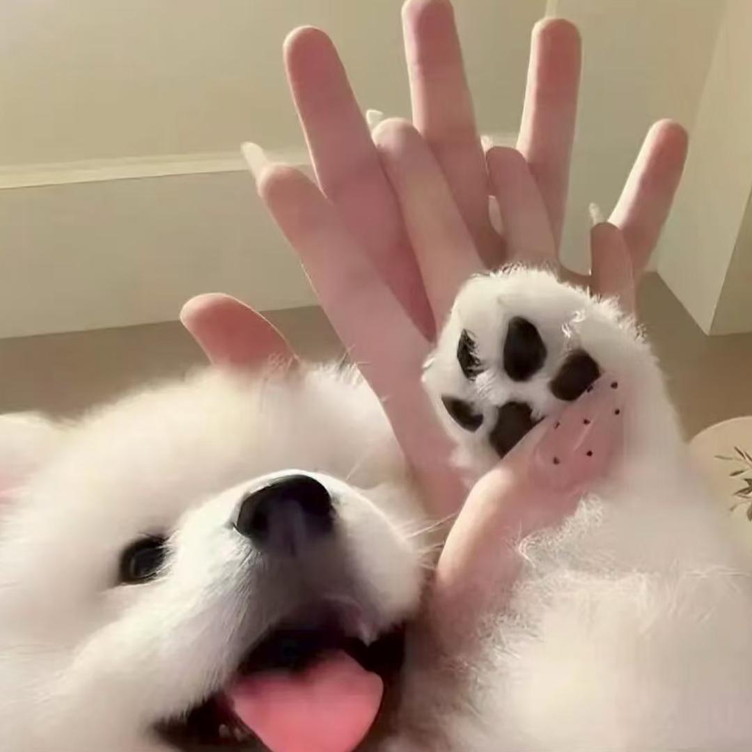 啊昊.