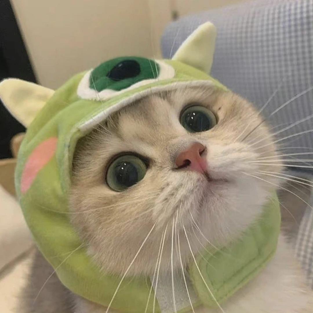 小猫匠