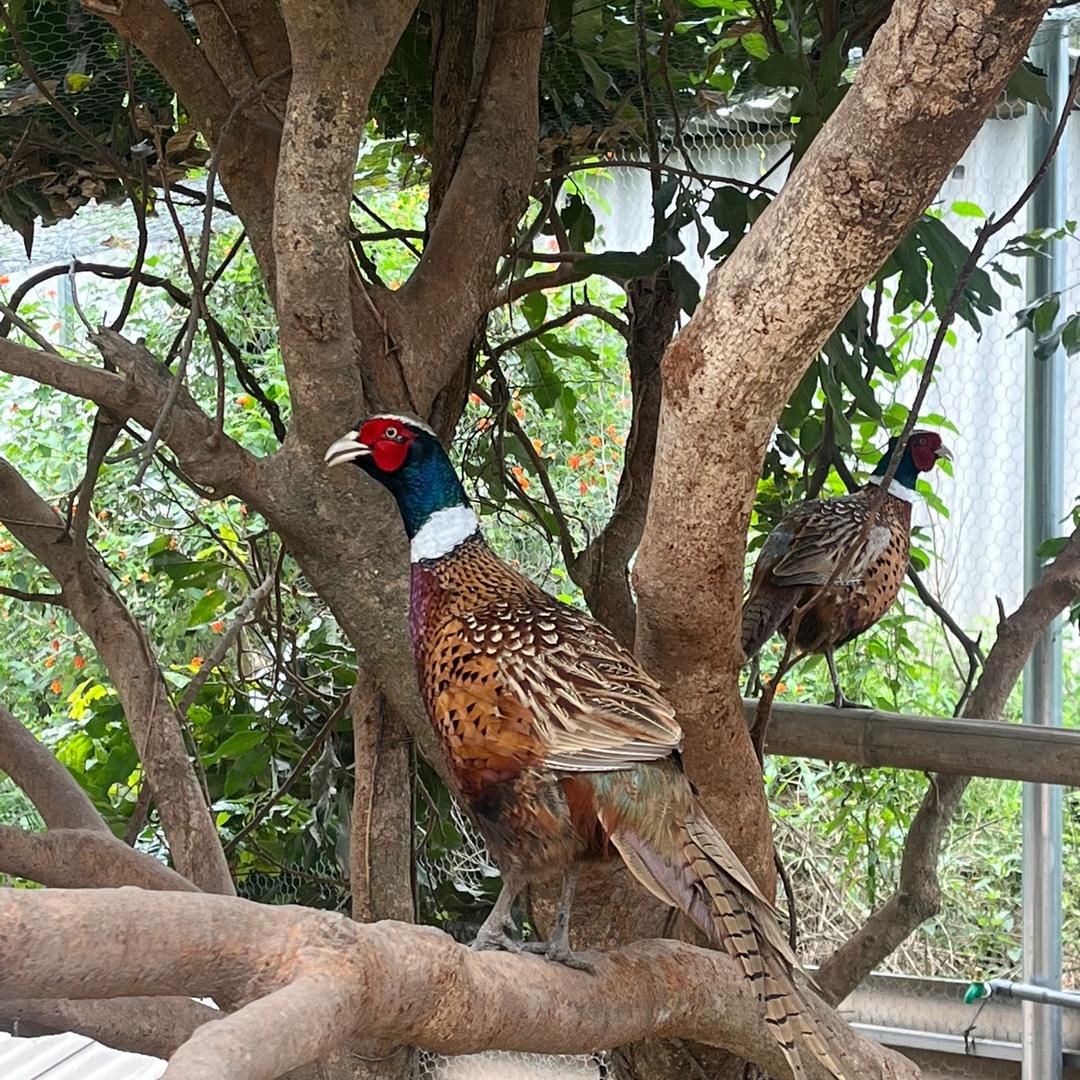 文雅山鸡散养农场