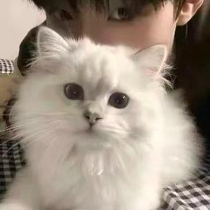 @爱喝冰糖雪梨