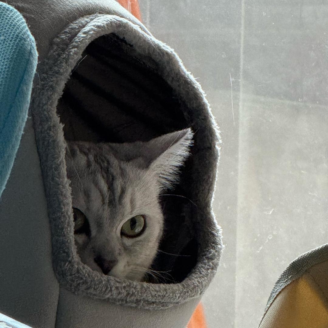 叙利亚在逃老母猪