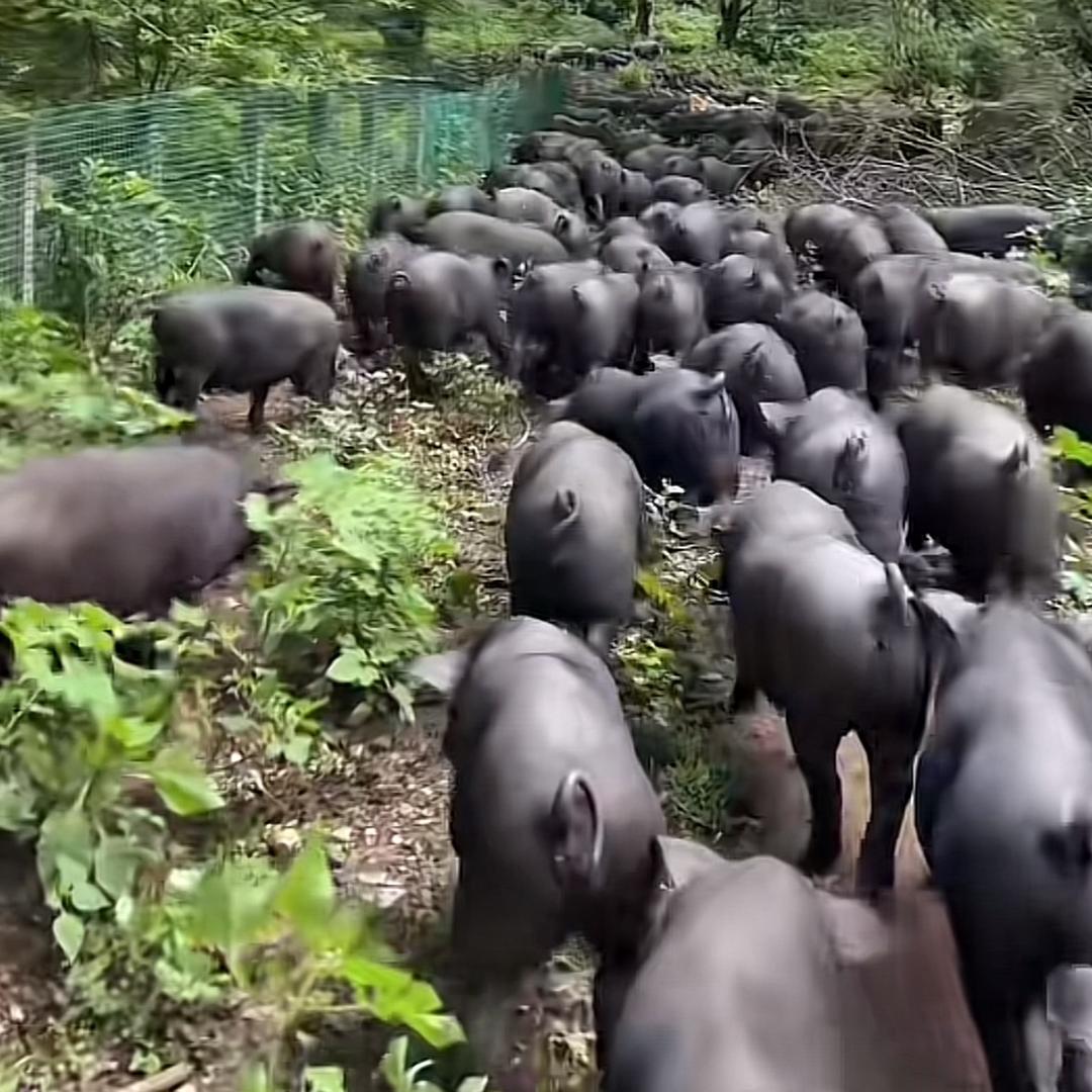明日达生鲜