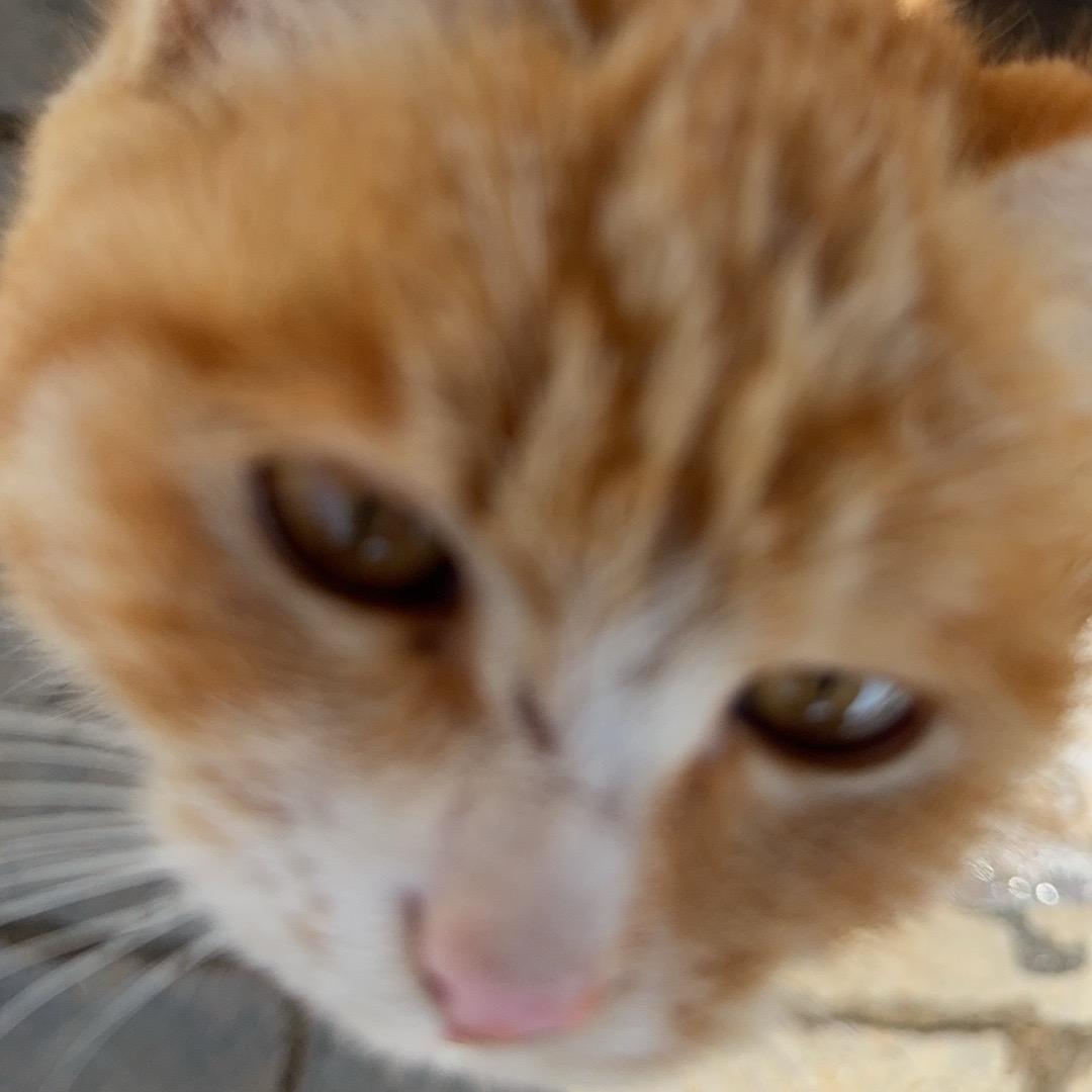 重生之我是大耳朵怪叫驴