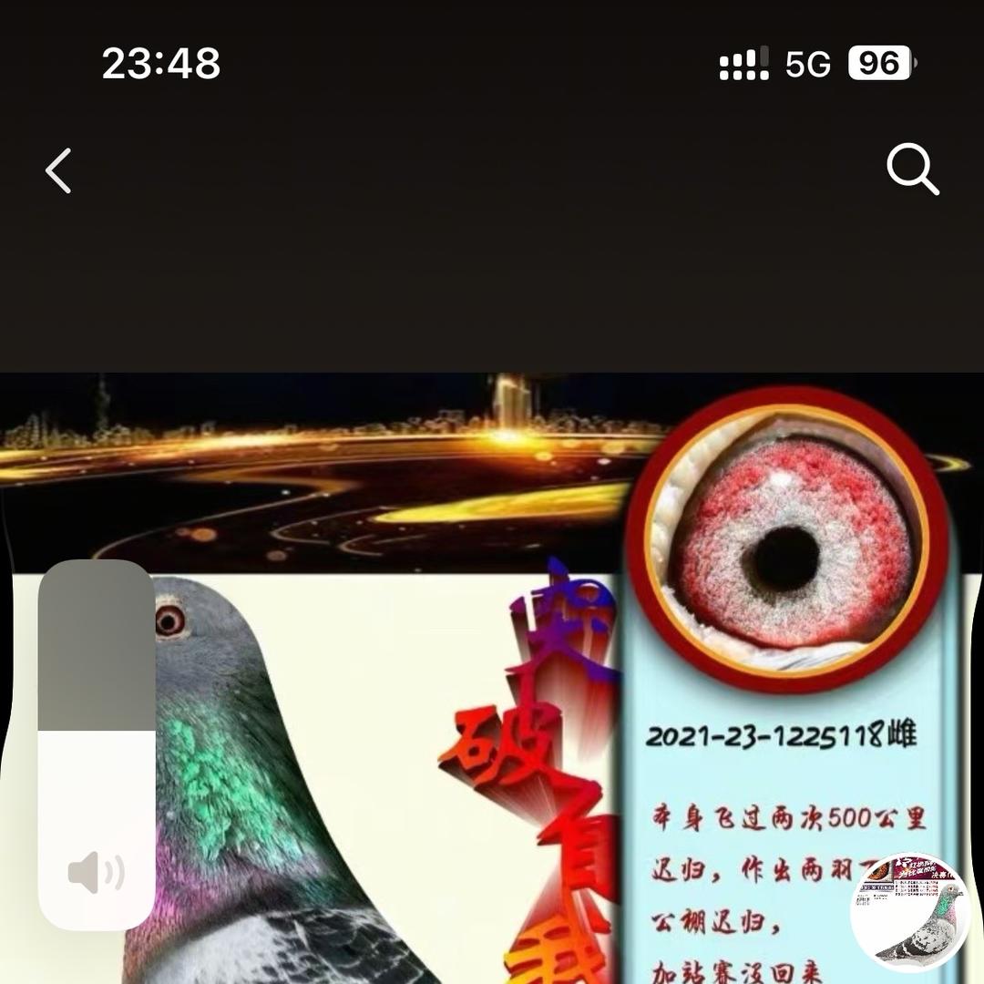 贵州小王诚信鸽业