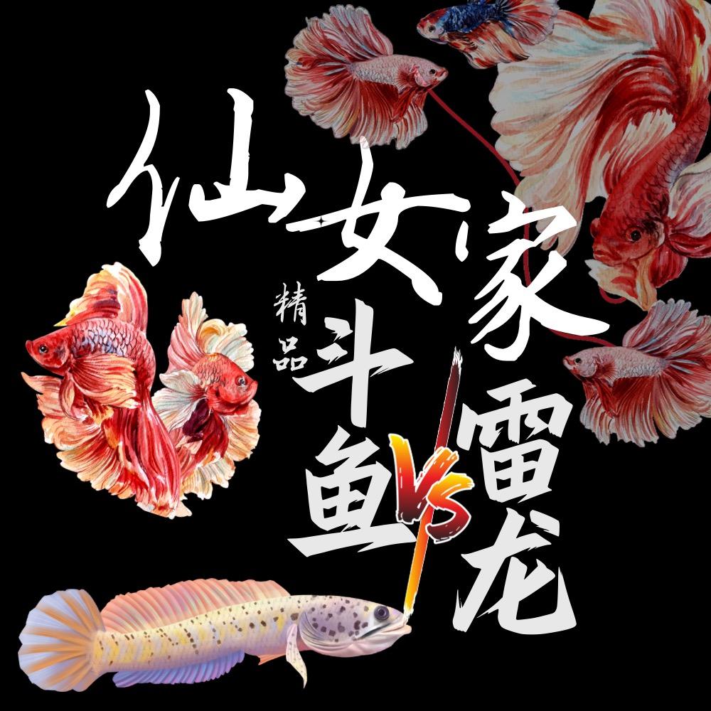 仙女家精品斗鱼雷龙水族馆