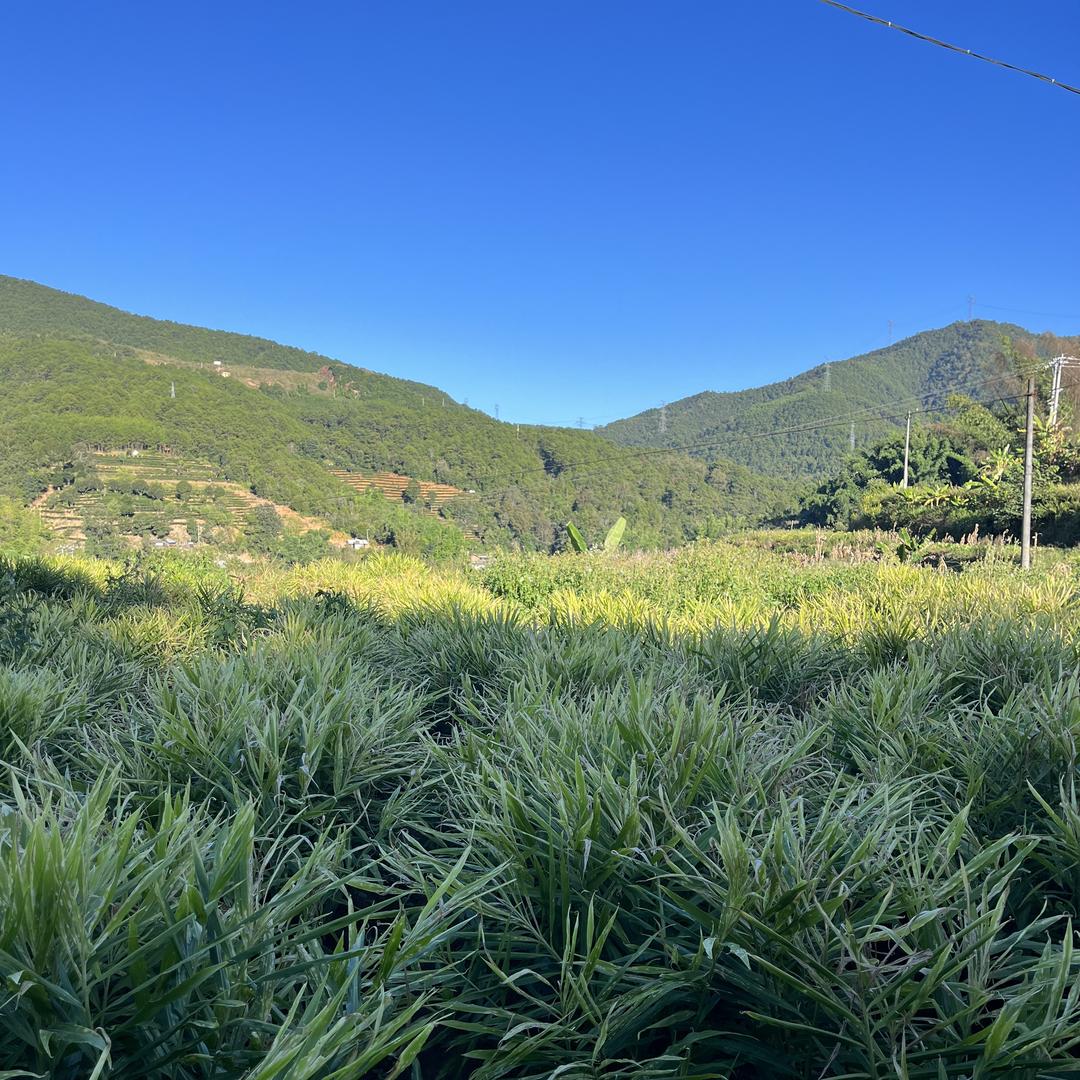 思茅区镇岭农产品店（个体工商户）