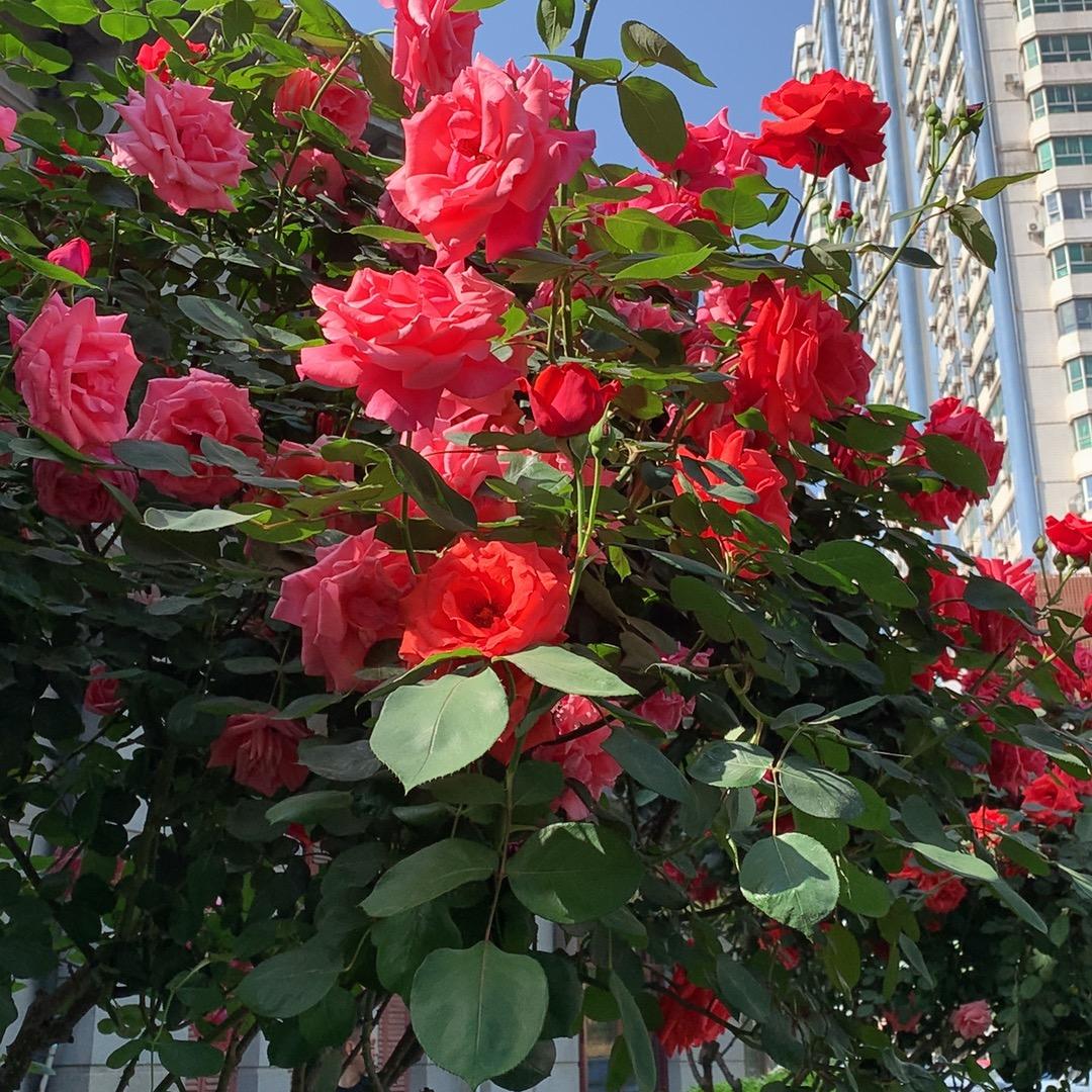 花见花开