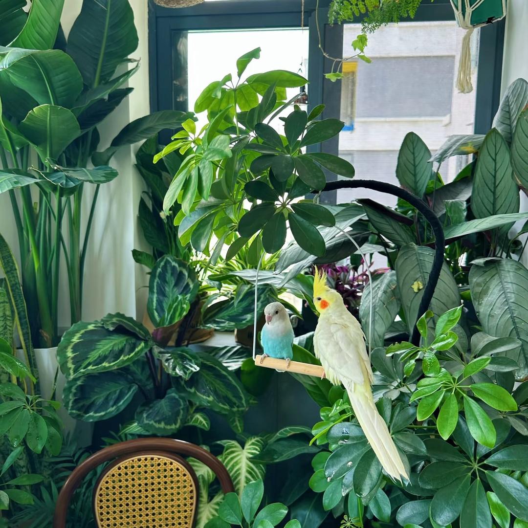 冰姐花卉绿植仓