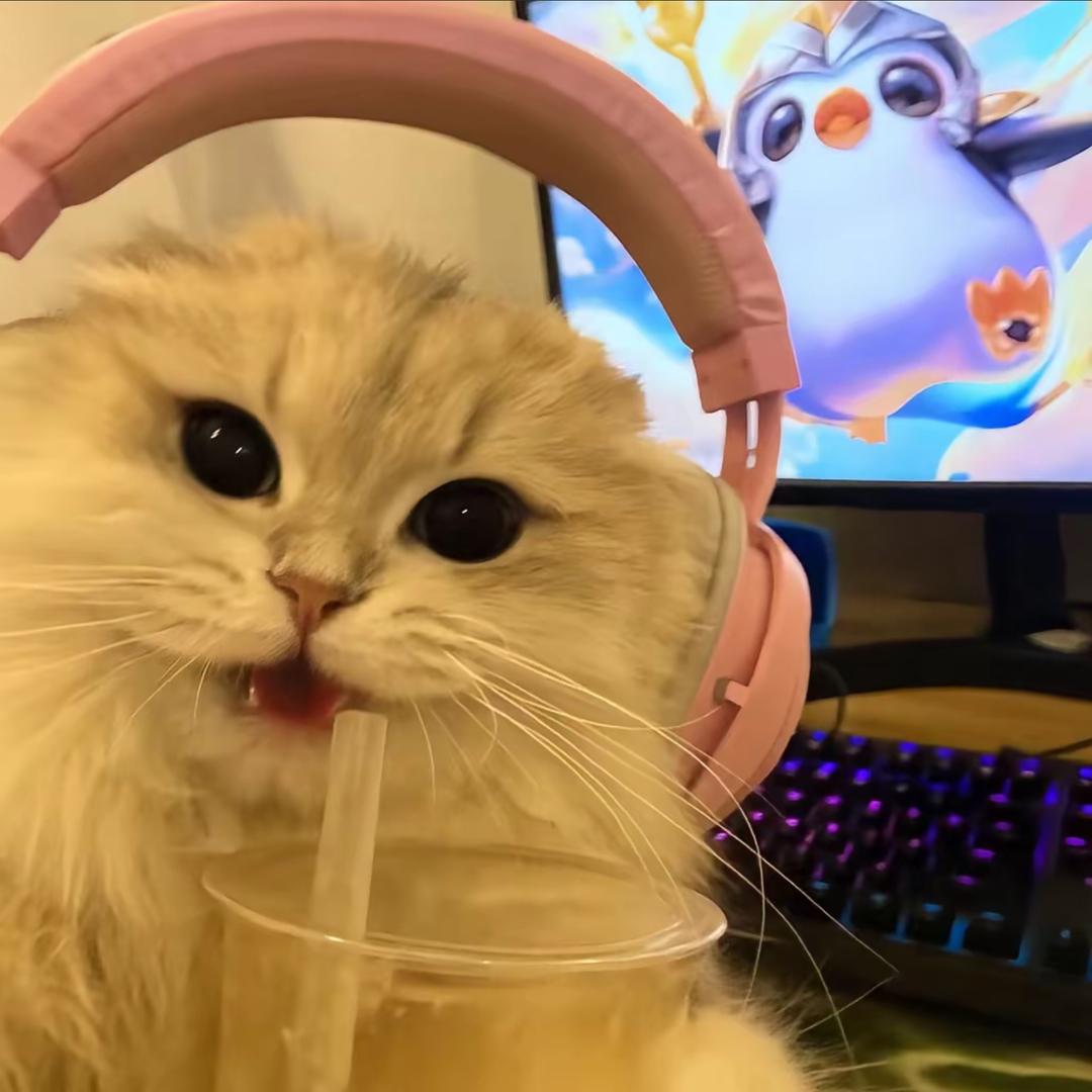 ᓚᘏᗢ