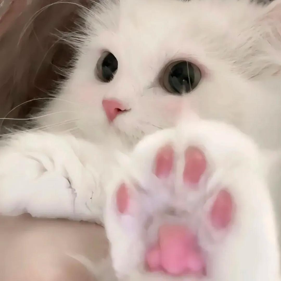 小猫驾到    🐱