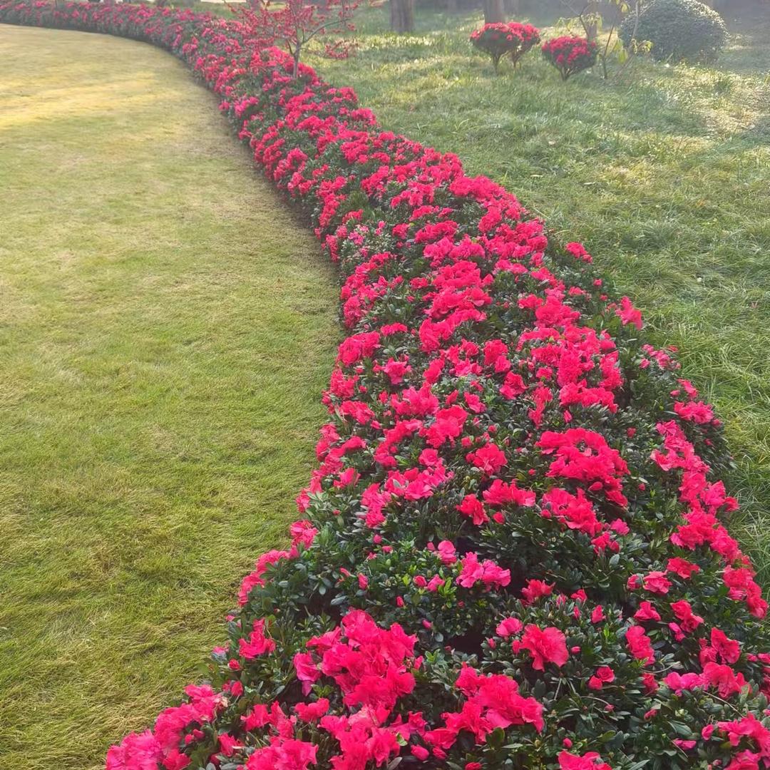 杜鹃花（辉澜园艺）