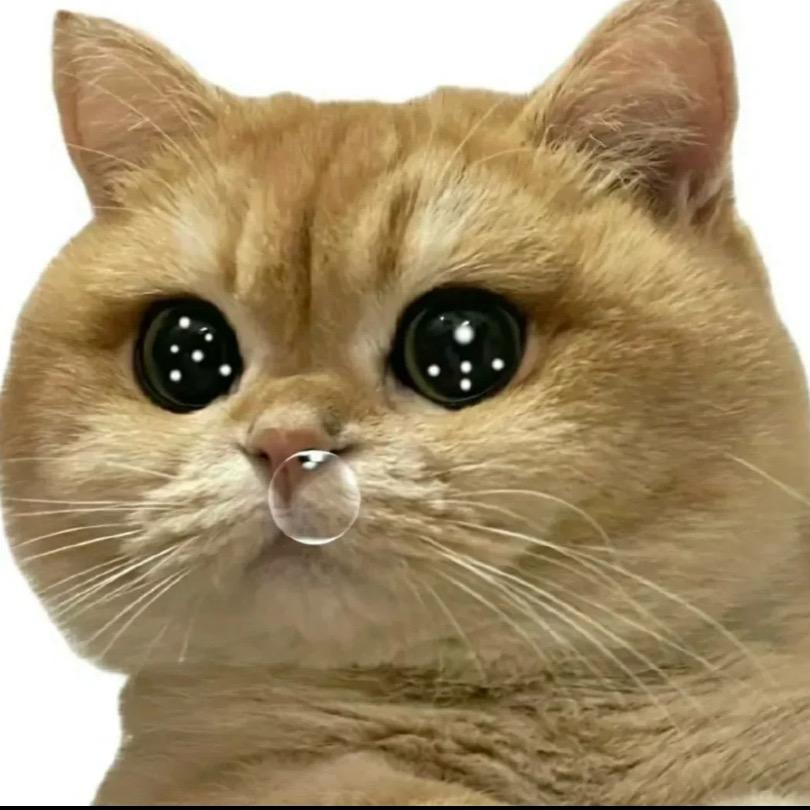 欢乐猫