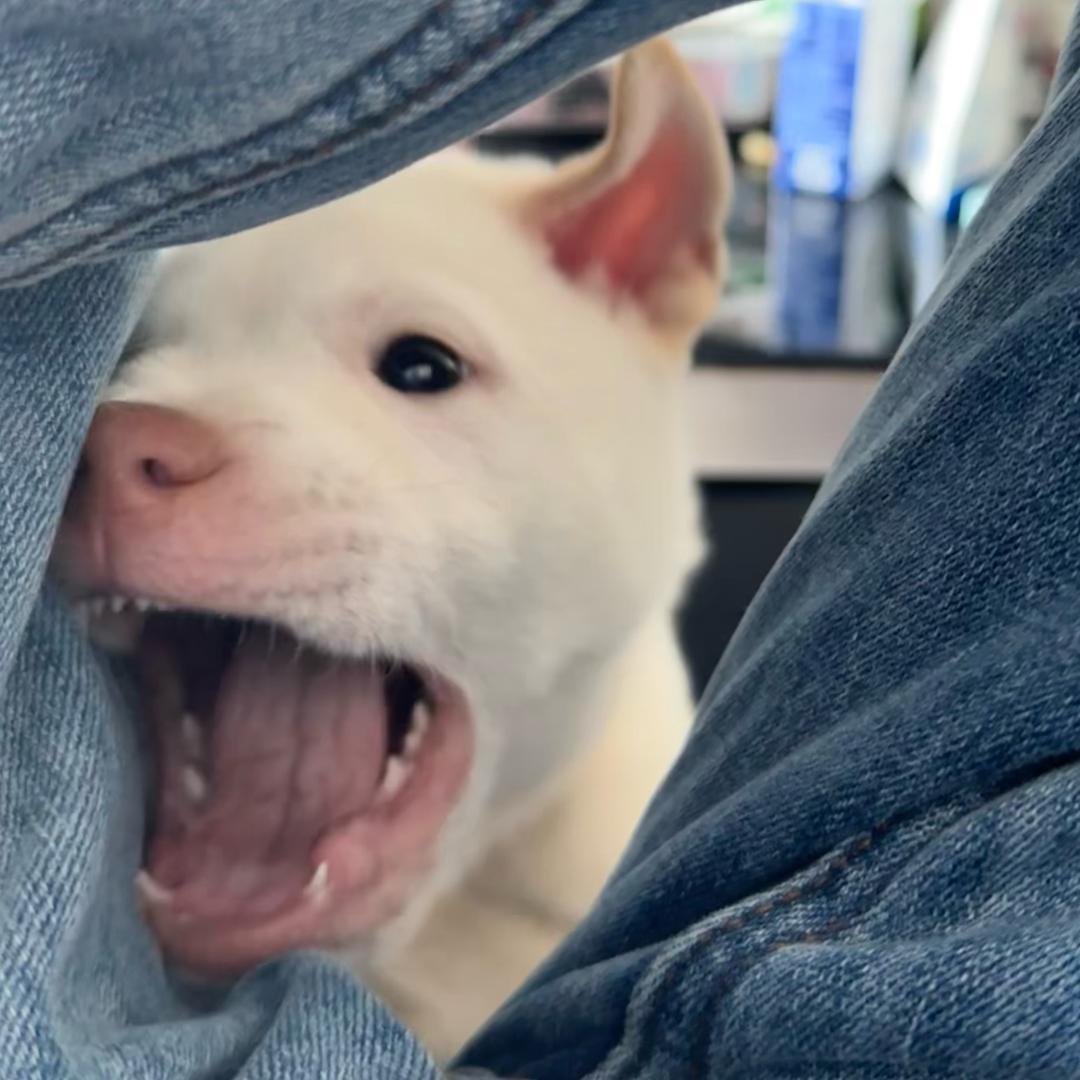 月  ·