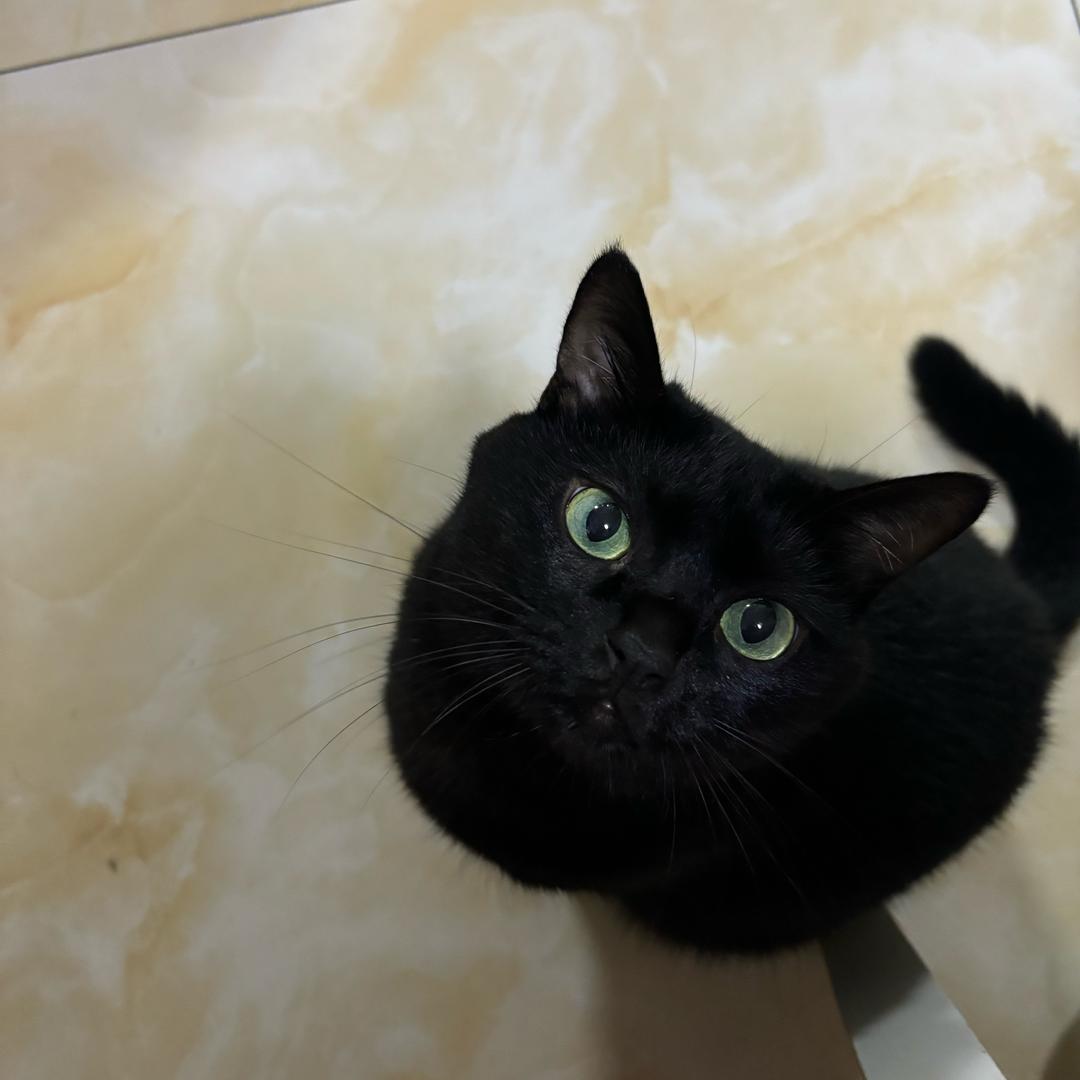 和桃井爱莉网恋被骗319份日式点心