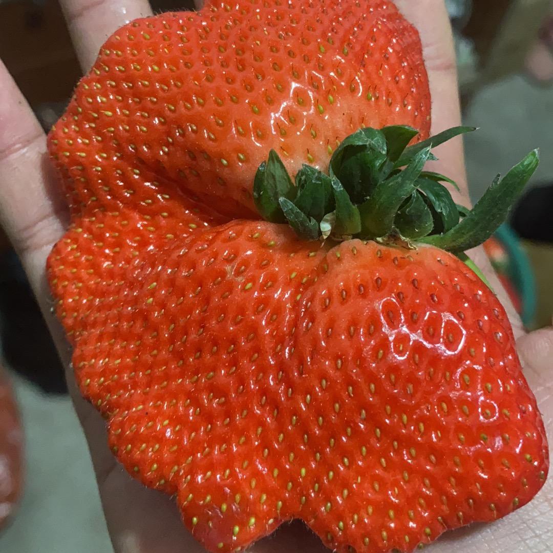 莓你不行草莓经营部莓你不行草莓经营部