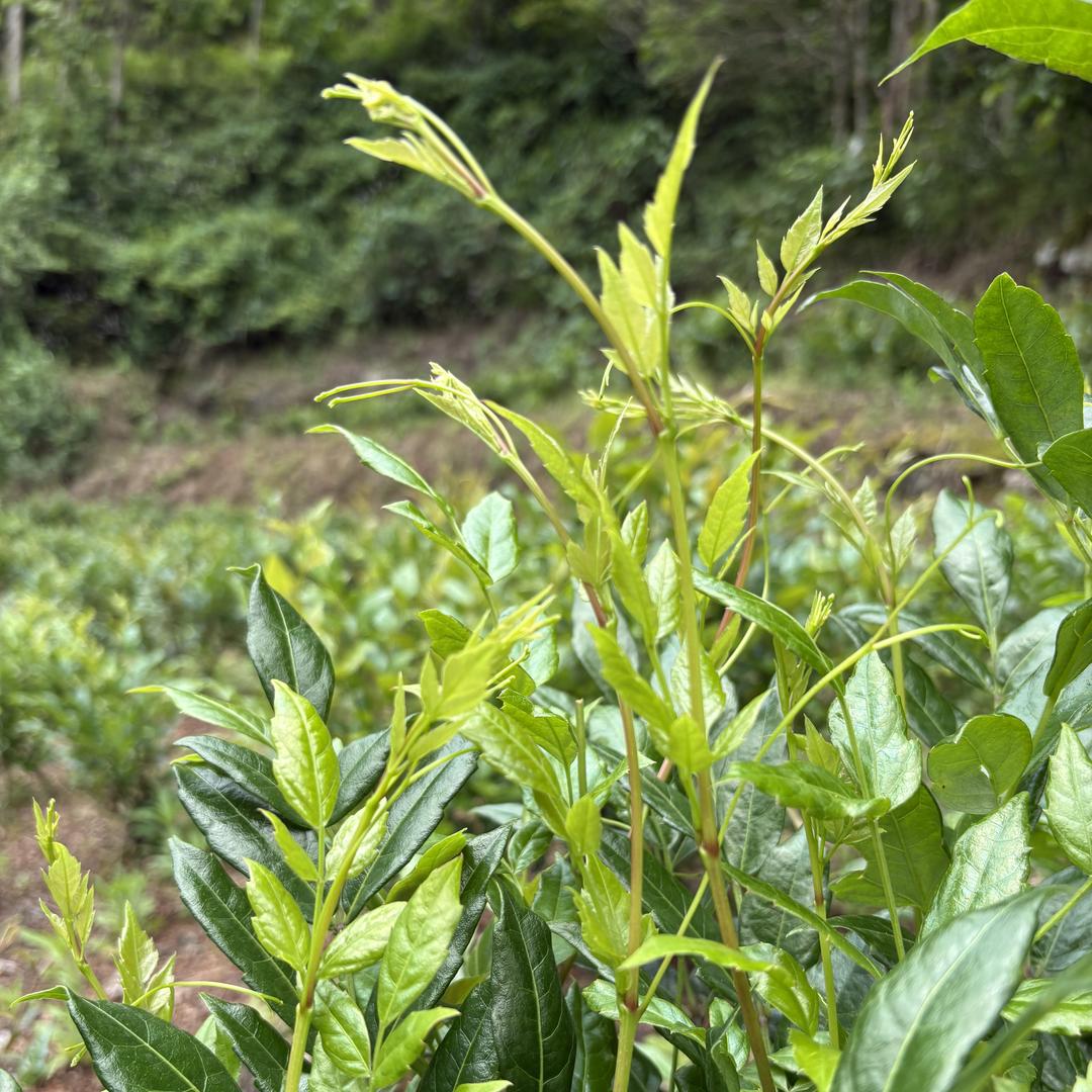来凤䕨茶  茶源地