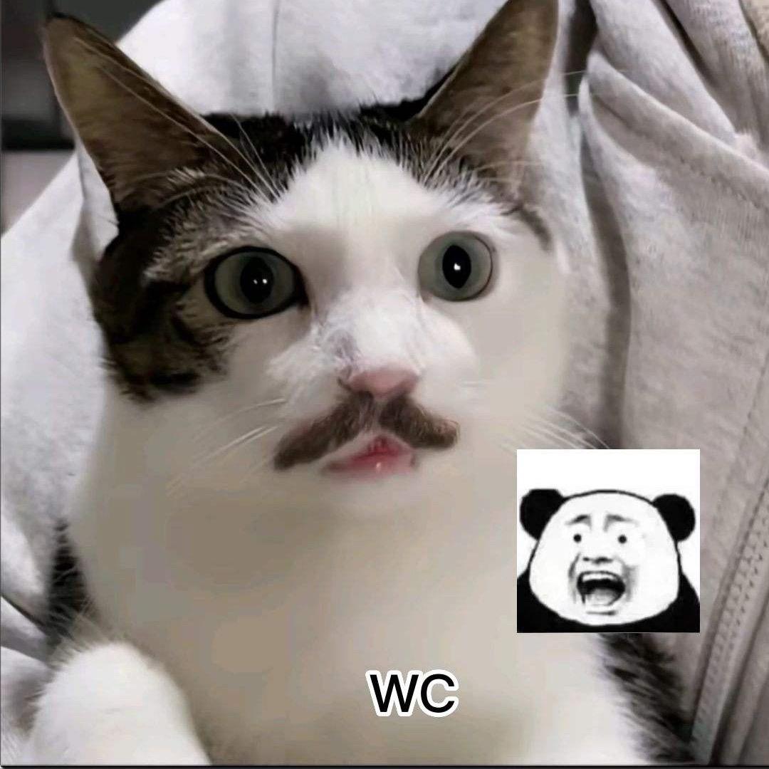 懒猫LyCat