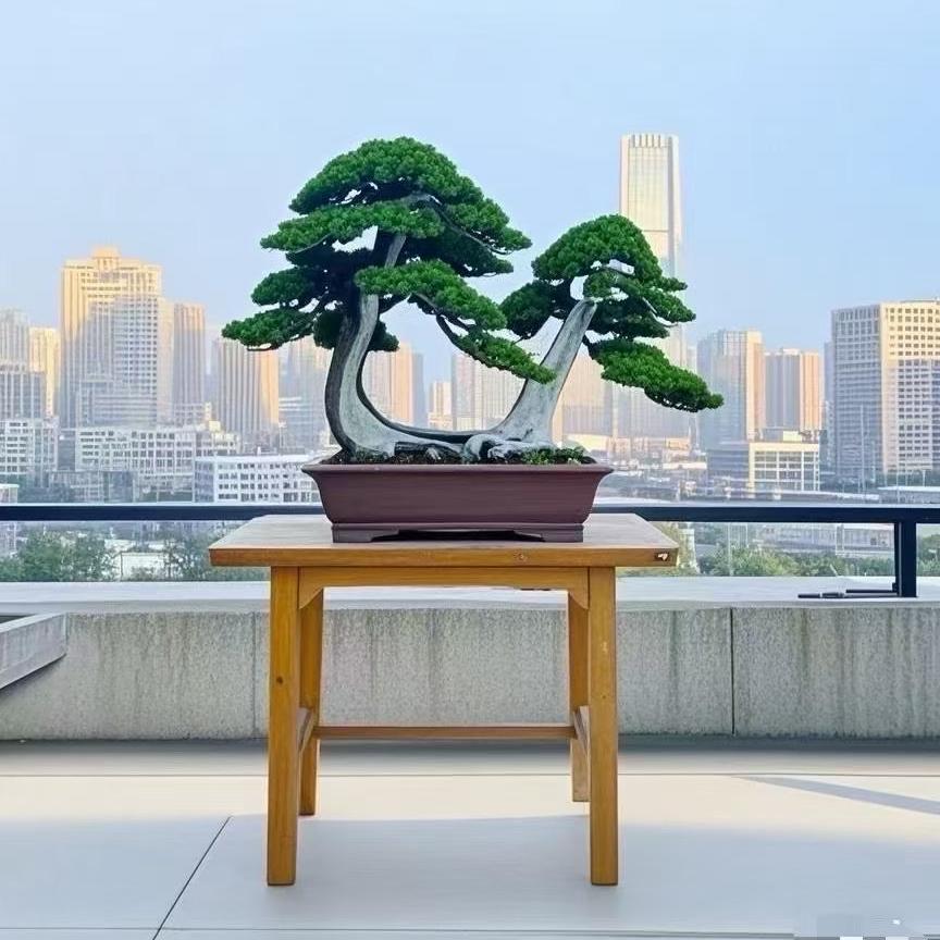 合拍盆景豪情