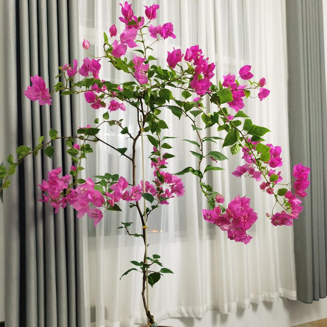 容纳可可花卉基地