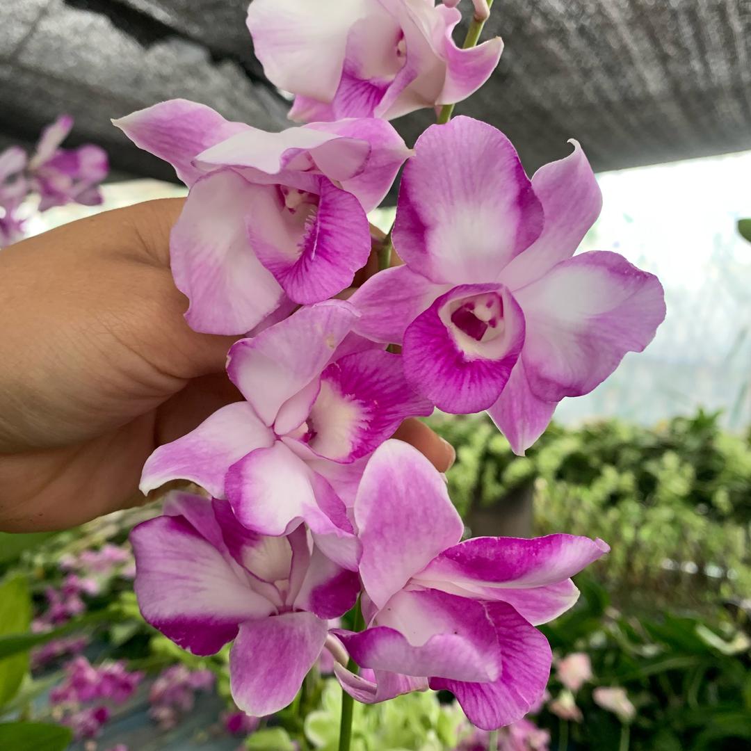 景秀坊洋兰