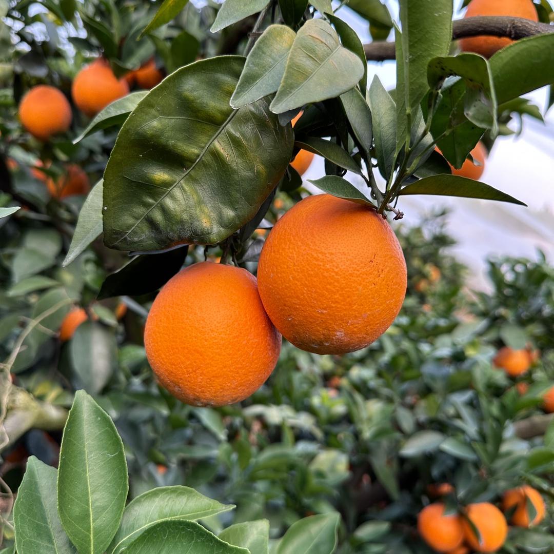 小橙姑娘的小店