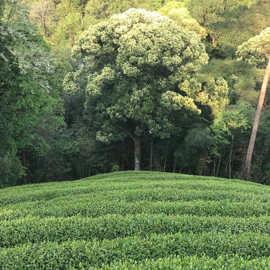 AAA武夷山市金口垅岩茶厂