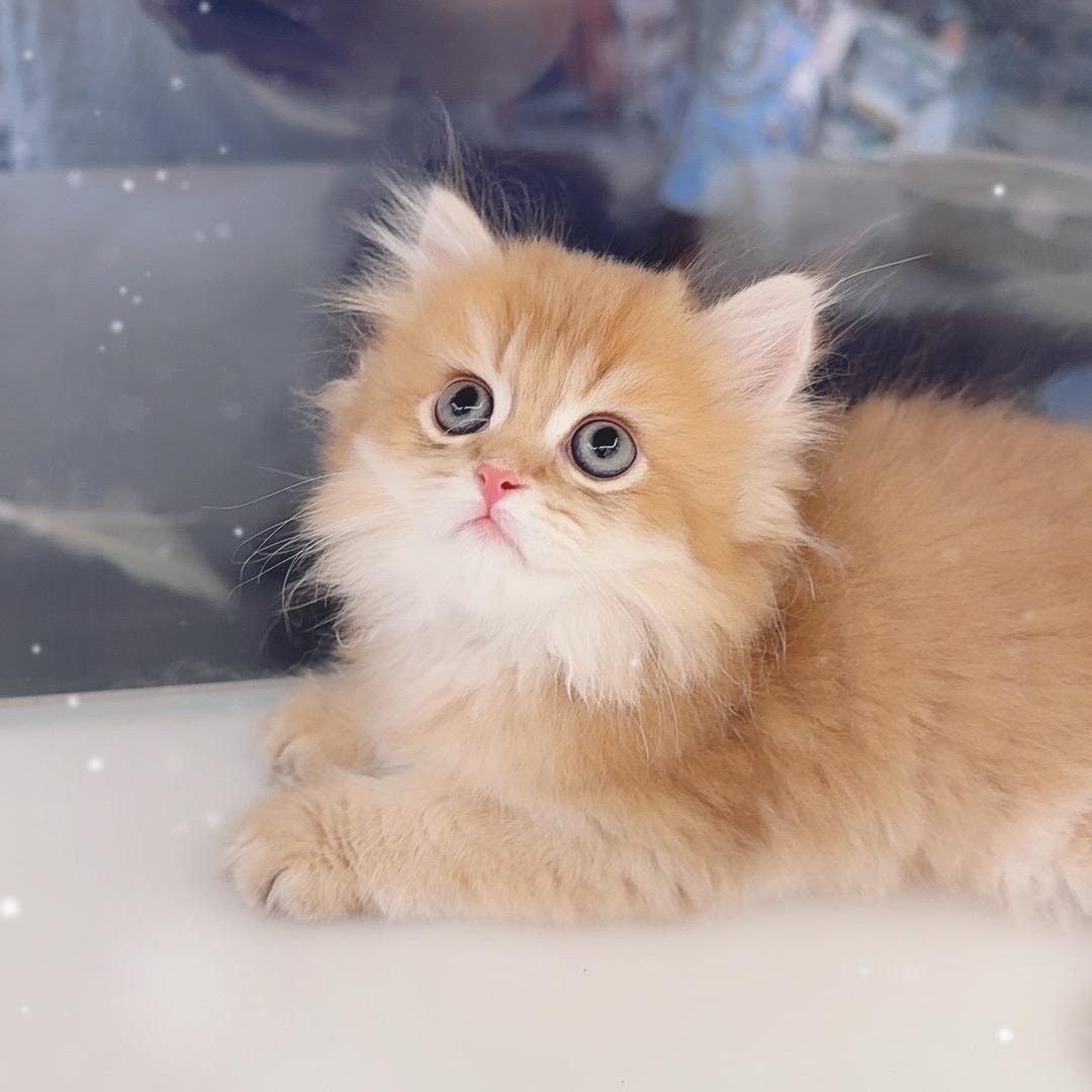 呆妹家的猫