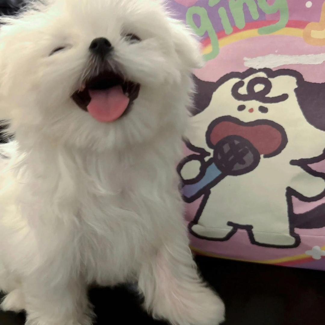 椰子冰