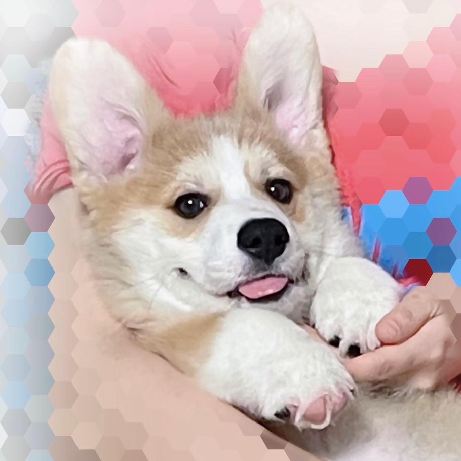 胖达Panda