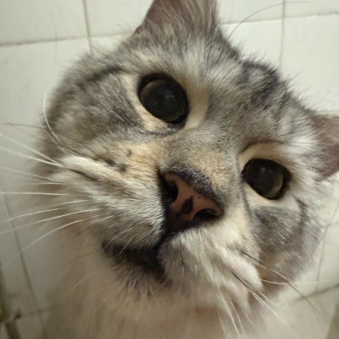 我的猫不爱我