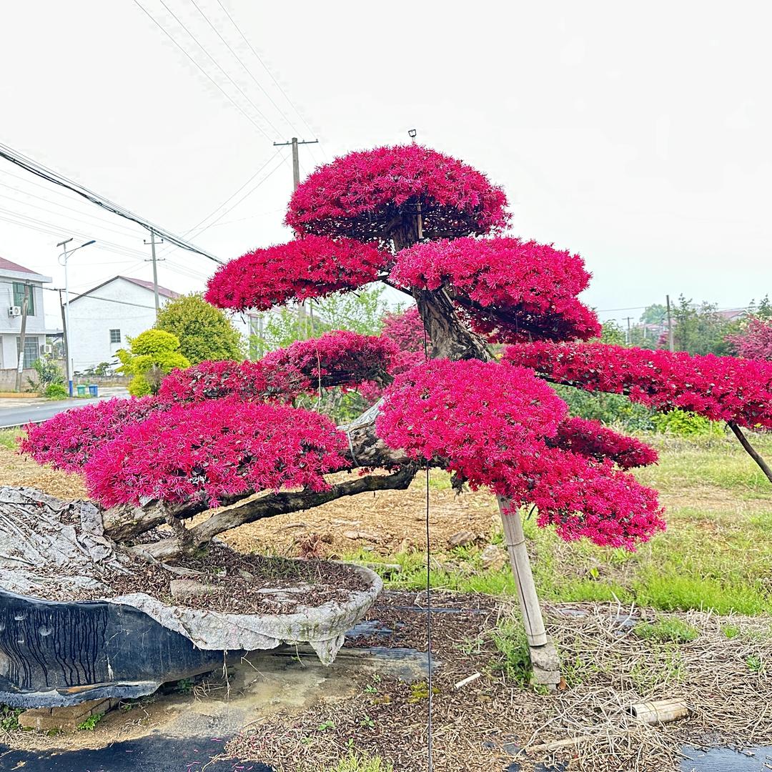 浏阳市吉利种植农民专业合作社