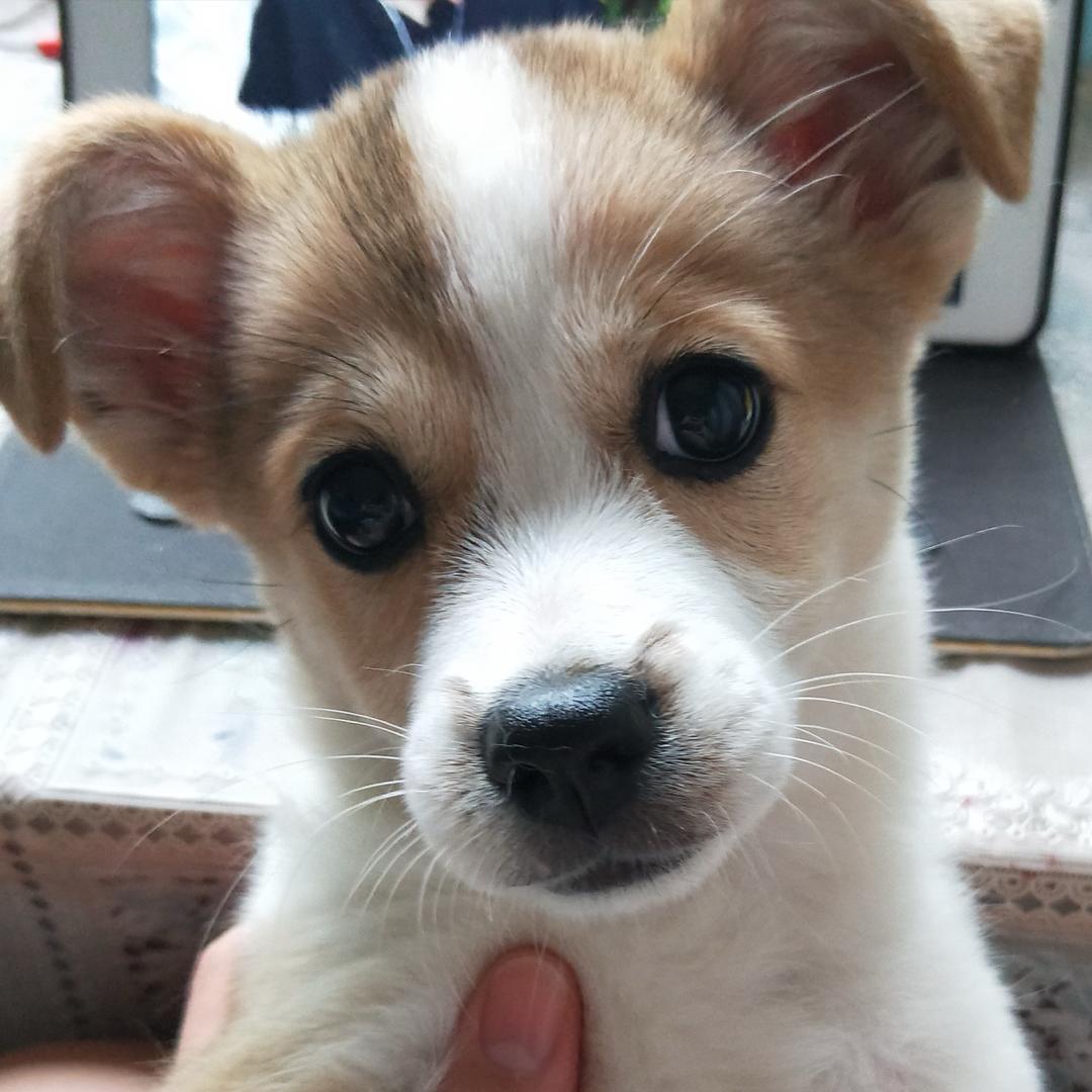 樱桃小丸犊子🥑