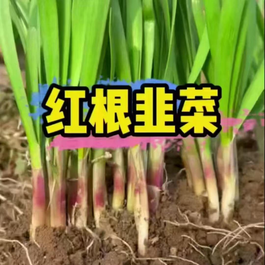 独根红韭菜根基地