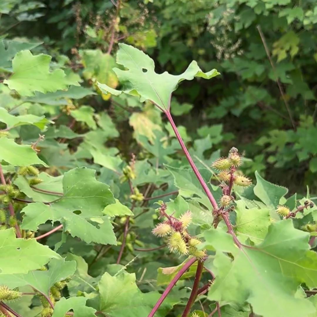 仲景故里郭师傅